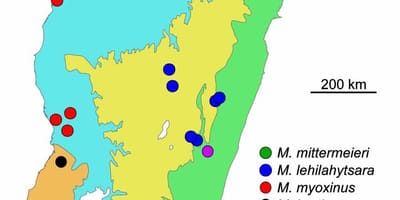 Žemėlapis Madagaskaras atogrąžų miškai